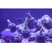 Modern Reefer Coral Frag Plug Extension Modern Reefer Coral Frag Plug Extension