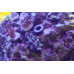 Modern Reefer Coral Frag Plug Extension Modern Reefer Coral Frag Plug Extension